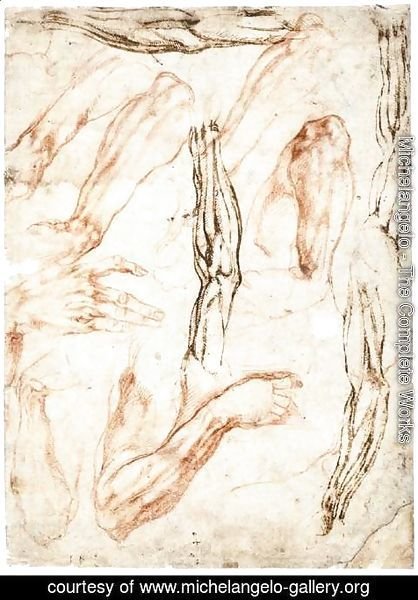 Michelangelo - Studies of Arms and Hands (recto)