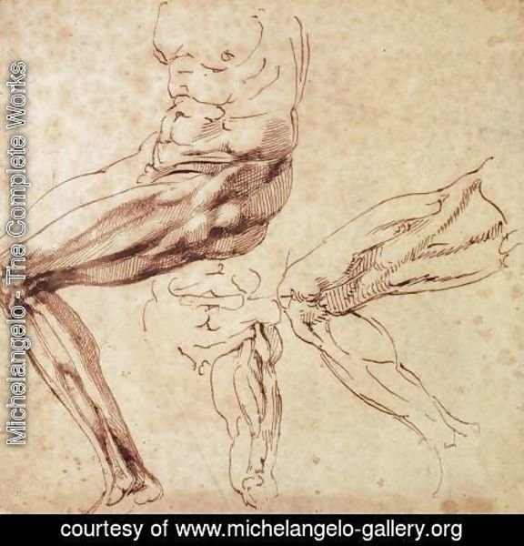 Michelangelo - Three Studies of a Leg