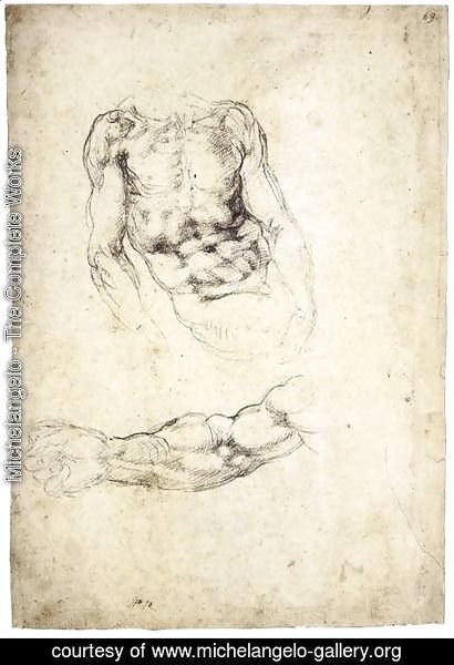 Michelangelo - Upper Body of a Sitting Man and Study of a Right Arm (recto)